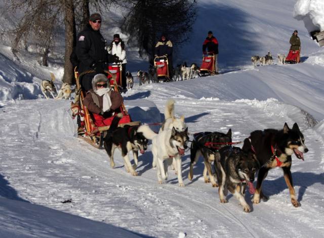 Sleddog